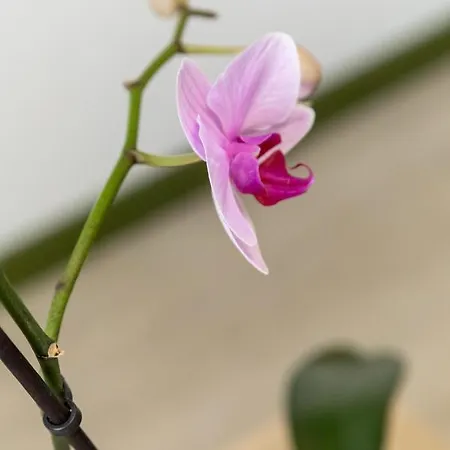 Daire Cocooning Avec Vue Sur Les Pyrenees *