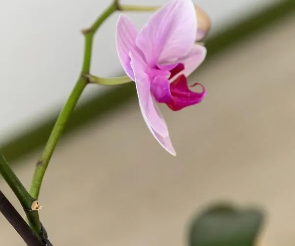 Apartamento Cocooning Avec Vue Sur Les Pyrenees *